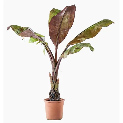 Pour un jardin bien équipé：Ensete Ventricosum Maurelii (Bananier d’Abyssinie) en pot de 5 L vert