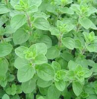 Pour votre confort au jardin：Marjolaine Bio. Le pot de 1 litre