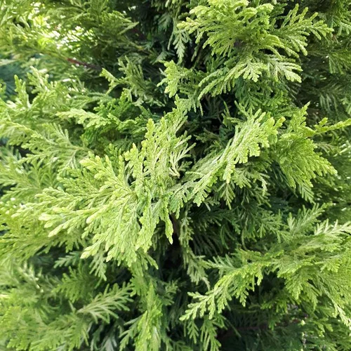 Solution au jardin:Cupressocyparis Leylandii Castlewellan Gold (Cyprès de Leyland) 3 boules en pot de 14 L jaune