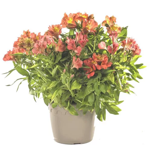 Pratique jardin：Alstromère ou Altroemeria. Le pot de 3 litres