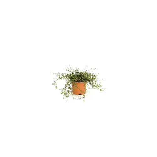Sélection pour votre jardin:Muehlenbergia Capillaris - Le pot de 2 litres