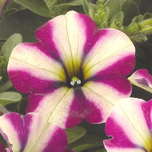 Bien utile au jardin:Pétunia pépi néon - Le pot de 1 litre