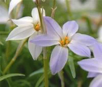 Jardin à adopter:Ipheion Uniflorum - Le pot de 1 litre