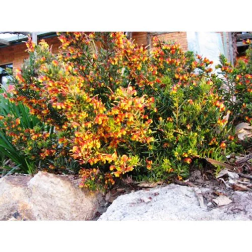 Jardin plaisir:Grevillea Firecracker orange Le pot de 4 litres