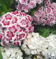 Tendance au jardin：Œillet des poètes - Le godet