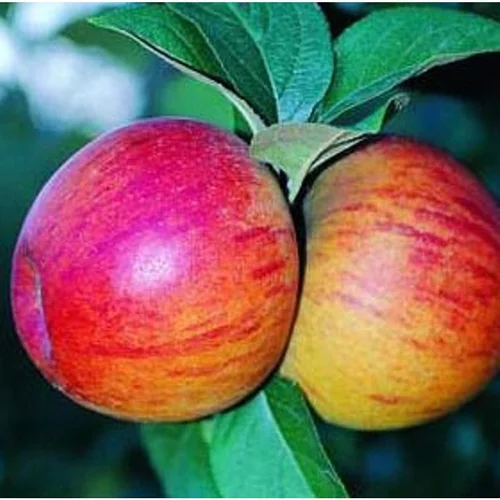 Idée jardin：Pommier Reine Des Reinettes. Le pot de 10 litres forme gobelet
