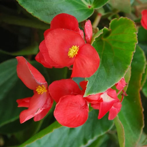 Pour faciliter la vie dehors：Begonia X Benariensis Big. Le pot de 10,5 cm