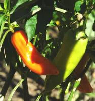 Une solution adaptée au jardin：Piment Doux Des Landes Bio. Le pot de 10,5 cm
