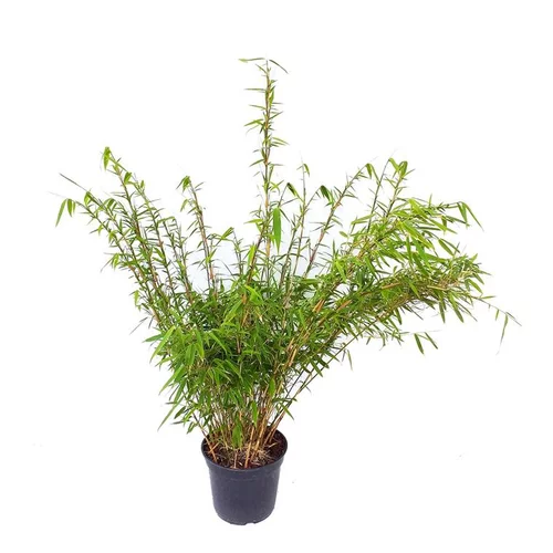 Idée utile：Bambou Fargesia Rufa 50/60 en pot de 5 L vert