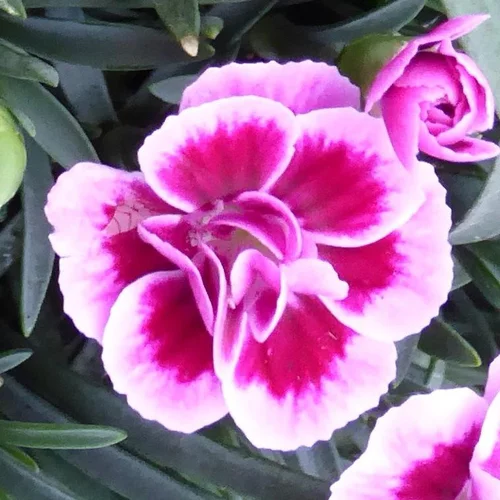 Utile jardin:Dianthus Pink Kisses - La jardinière de 25 cm
