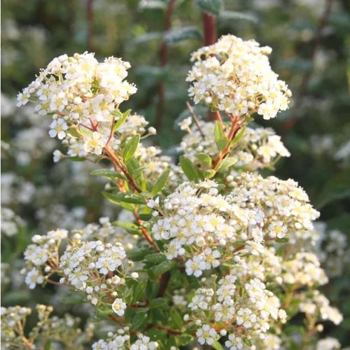 À avoir au jardin：Spirée varié 40/60. Le pot de 3 litres
