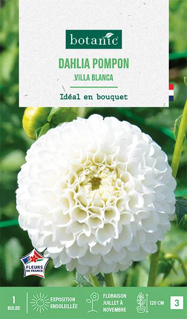 Confort jardin：Bulbe de fleurs Dalhia pompon Villa Blanca botanic® - 1 bulbe