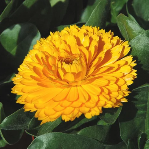 Accessoire jardin：Souci - Le pot de 13 cm