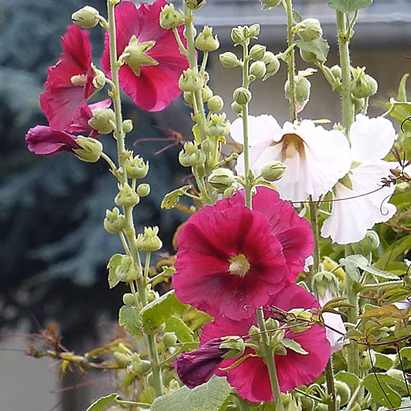 6 x Rose trémière 'Simplex' – Alcea rosea 'Simplex', godet 9cm x 9cm