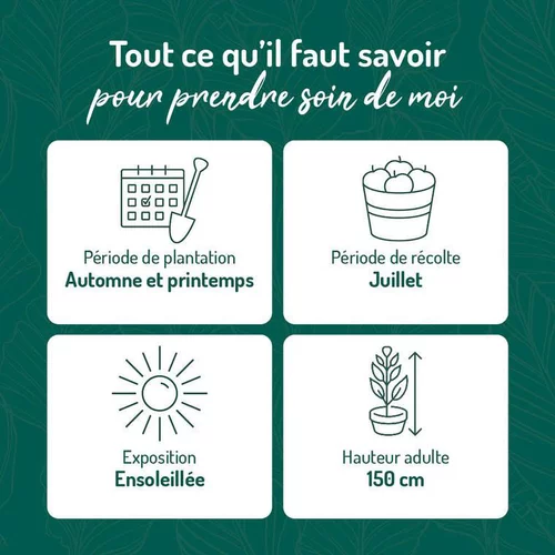 Votre allié au jardin：Framboisier Black Jewel Bio. Le pot de 2 litres