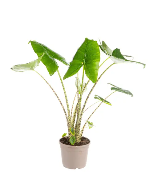 Solution jardin：Alocasia zebrina (Oreilles d’éléphant) vert. Le pot Ø 24 cm