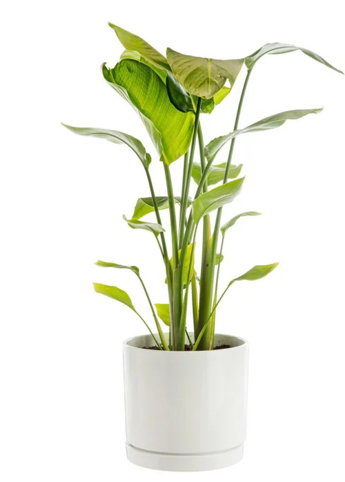 Solution jardin:Strelitzia nicolai vert en pot blanc émaillé botanic®. Le pot Ø 24 cm