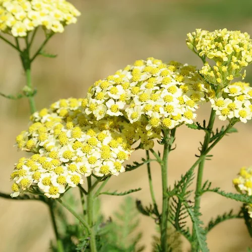 Extérieur loisirs：Achillée sunny seduction jaune en pot de 2 L