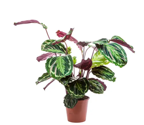 Accessoire pour le jardin：Calathea Médaillon vert. Le pot Ø 17 cm