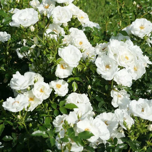 Style extérieur：Rosier Rigo Innocentia blanc. Le pot de 2 litres