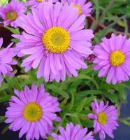 Une solution pour l’extérieur:Aster Dumosus violet. La barquette de 6 plants