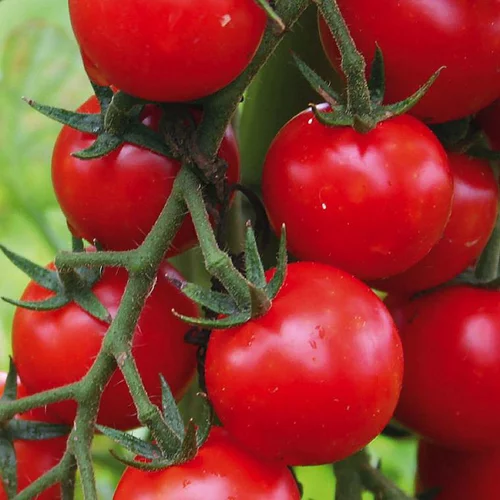 Jardin utile:Plant Greffe Tomate Cerise Supersweet 100 Bio. Le pot de 1 litre