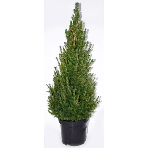 L’essentiel pour le jardin:Picea Glauca Conica (épinette blanche) en pot de 2 L vert