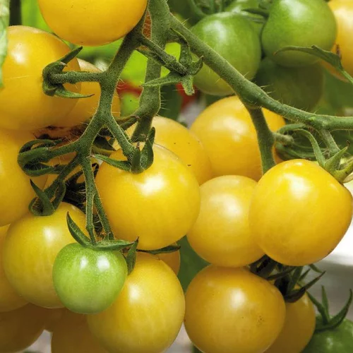 Pour vos espaces：Tomate Cerise Ronde Mirabelle Blanche Bio. Le pot de 9x9 cm