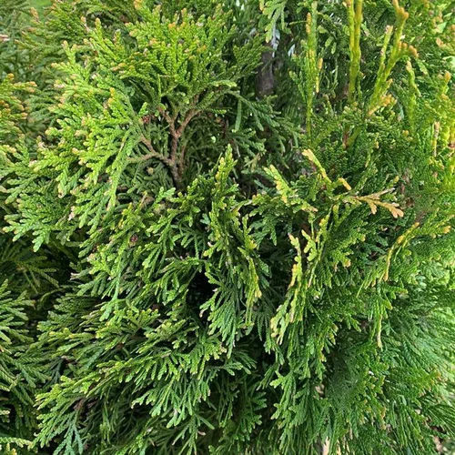 Jardin moderne:Thuya Occidentalis Smaragd ou Emeraude 60/80. Le pot de 4 litres