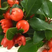Jardin & maison:Gaultheria à baies rouges. Le pot de 0,5 litre