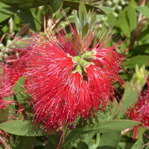 Idée utile：Callistemon Laevis – Pot de 3L