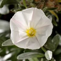 Pour votre projet:Convolvulus Cneorum - Le pot de 2 litres