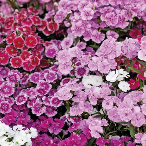 Bien pour le jardin：Oeillet de chine - La barquette de 4 plants