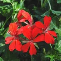 Jardin passion：Géranium lierre à fleurs simples - Le pack de 6 plants
