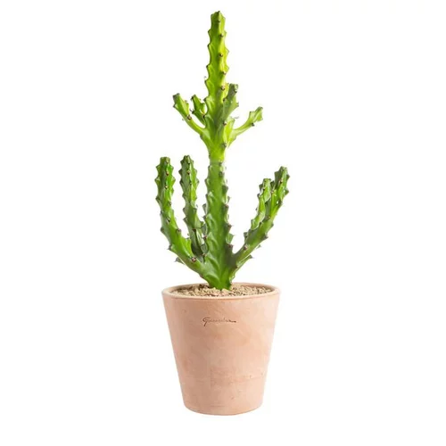Facile à intégrer à l’extérieur：Euphorbia mayuranathanii en pot terre cuite H 20 x Ø 15 cm
