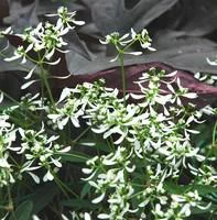 Bien dehors：Euphorbe Diamond Frost - La suspension diam 27 cm