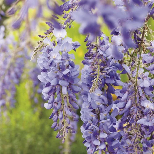 Pratique pour l’extérieur:Glycine SINENSIS BLEU. Le pot de 3 litres