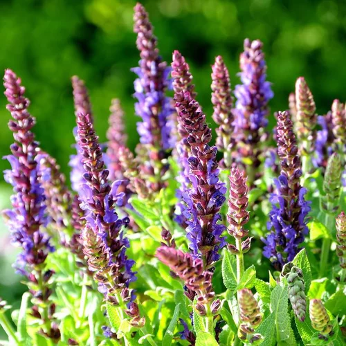 Sélection utile：Sauge des bois bleue Salvia sensation. Le pot de 2 litres