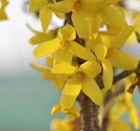 Pour faciliter la vie dehors：Forsythia Intermedia Lynwood Gold– Pot de 10L