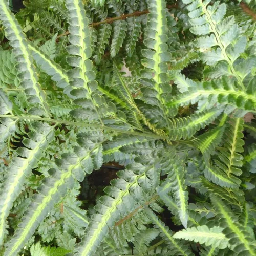 Espace vert facile：Fougère Athyrium Niponicum 'Apple Court' - Le pot de 2 litres