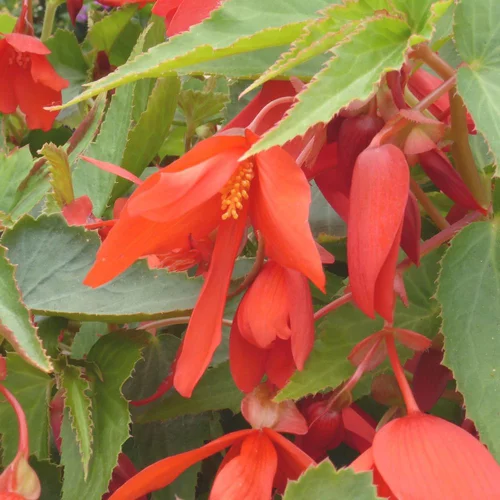 Solution simple：Begonia Summerwing. Le pot de 14 cm