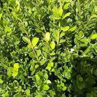 Jardin & loisirs：Buis - Le pack de 6 plants