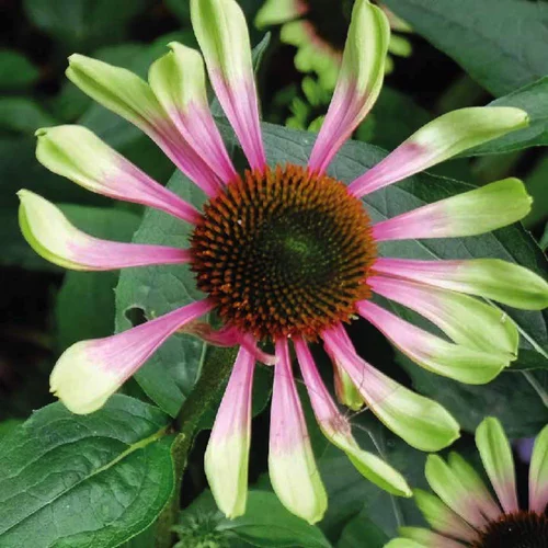 Choix pratique：Rudbeckia bicolore rose/vert - Le pot de 9 x 9 cm.