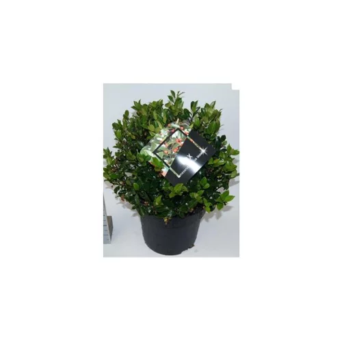 Espace vert moderne：Houx (Ilex Meserveae) Blue Maid. Le pot de 8 litres