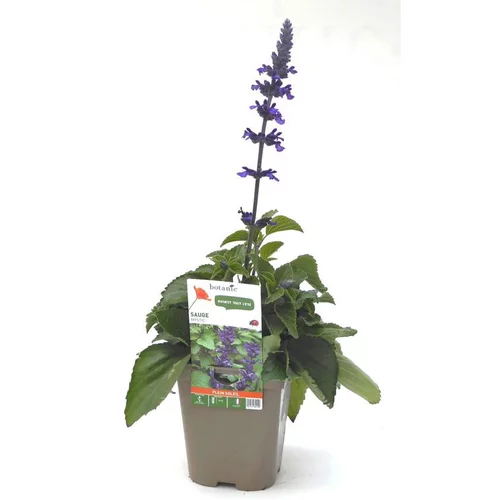 Pour le jardin：Sauge Mystic bleue - Le pot de 12 x 12 cm