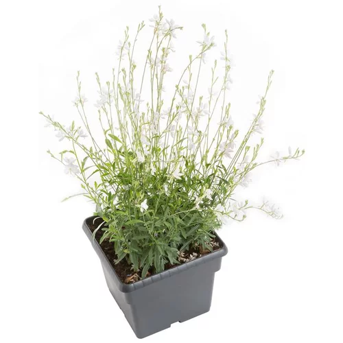 Déco au jardin：Vivaces Variées - Le pot de 7,5 litres