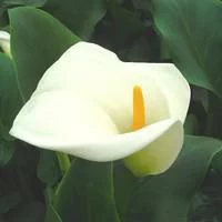 Utile au jardin：Arum blanc à grandes fleurs - Le pot de 3 litres