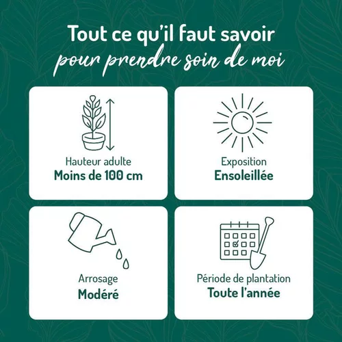 Conçu pour vos extérieurs：Pittosporum Tobira Nana. Le pot de 15 litres