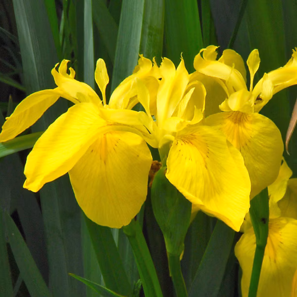 6 x Iris des marais – Iris Pseudacorus, godet 9cm x 9cm