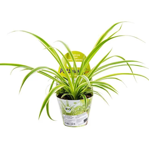Sélection au jardin:Plante Amie Des Animaux Chlorophytum Bio. Le pot de diamètre 11 cm